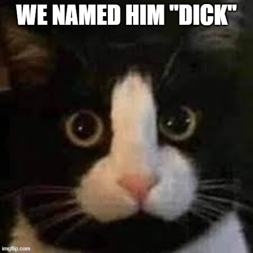 memes by Brad - We named out cat "dick" | WE NAMED HIM "DICK" | image tagged in funny,cats,funny cat memes,kitten,humor,cute kitten | made w/ Imgflip meme maker