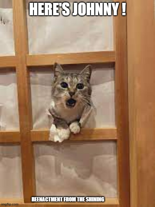 memes by Brad - My cat reenacts a scene from the Shining - humor | HERE'S JOHNNY ! REENACTMENT FROM THE SHINING | image tagged in funny,cats,funny cat memes,cute kitten,humor,kitten | made w/ Imgflip meme maker