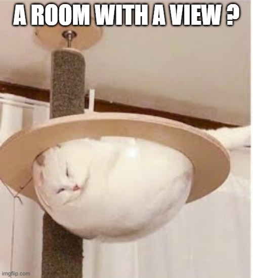 memes by Brad - Cat has a room with a view - humor | A ROOM WITH A VIEW ? | image tagged in funny,cats,kitten,funny cat memes,cute kitten,humor | made w/ Imgflip meme maker