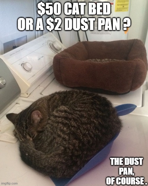 memes by Brad - My cat sleeping in a dust pan | $50 CAT BED OR A $2 DUST PAN ? THE DUST PAN, OF COURSE . | image tagged in funny,cats,funny cat memes,cute kitten,humor,kitten | made w/ Imgflip meme maker