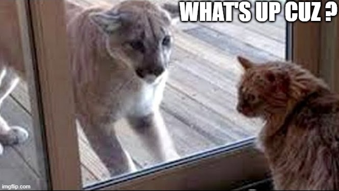 memes by Brad - My cat meets a Mountain Lion | WHAT'S UP CUZ ? | image tagged in funny,cats,funny cat memes,lion,kittens,humor | made w/ Imgflip meme maker