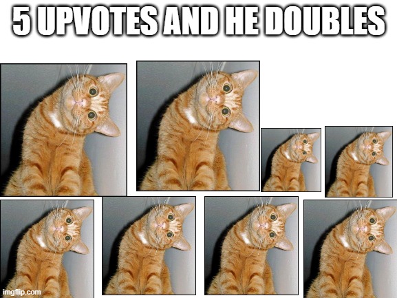 someone name this cat in the comments | 5 UPVOTES AND HE DOUBLES | image tagged in blank white template | made w/ Imgflip meme maker