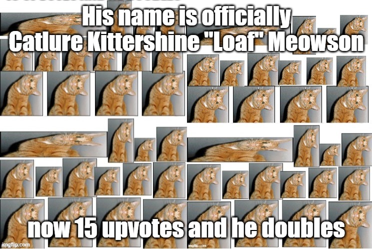 His name is officially Catlure Kittershine "Loaf" Meowson; now 15 upvotes and he doubles | made w/ Imgflip meme maker