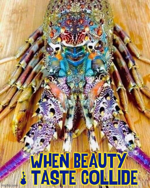 Look into my eyes, if you can find them. | WHEN BEAUTY & TASTE COLLIDE | image tagged in vince vance,lobsters,memes,delicious,crustacean,seafood | made w/ Imgflip meme maker