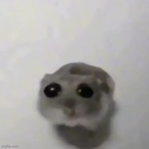 sad hamster | image tagged in sad hamster | made w/ Imgflip meme maker