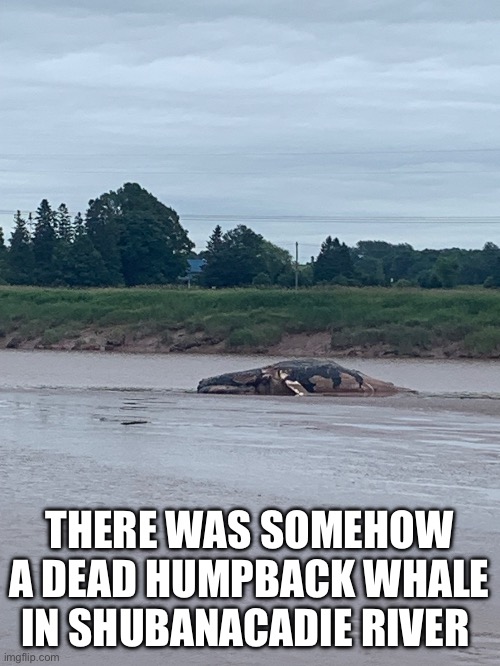 Yes I took this picture | THERE WAS SOMEHOW A DEAD HUMPBACK WHALE IN SHUBANACADIE RIVER | made w/ Imgflip meme maker