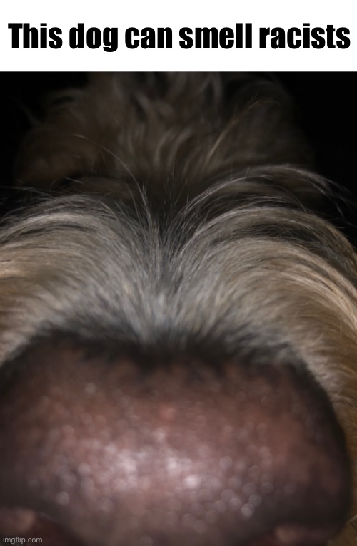 This dog can smell racists | made w/ Imgflip meme maker