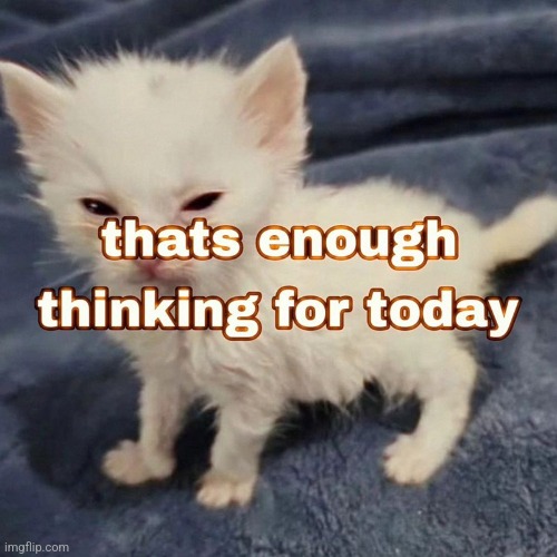 That's enough for today :3 | image tagged in cats | made w/ Imgflip meme maker