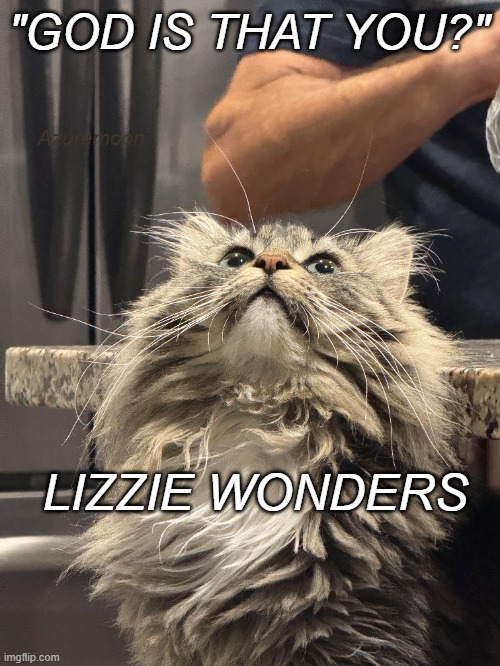 The Divine Questions | "GOD IS THAT YOU?"; Azuremoon; LIZZIE WONDERS | image tagged in funny cats,reflection,humor,god,questions,cats are awesome | made w/ Imgflip meme maker