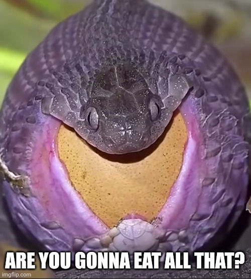 Are you gonna eat all that? | ARE YOU GONNA EAT ALL THAT? | image tagged in funny memes | made w/ Imgflip meme maker