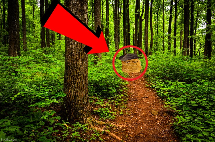 forest path | image tagged in forest path | made w/ Imgflip meme maker