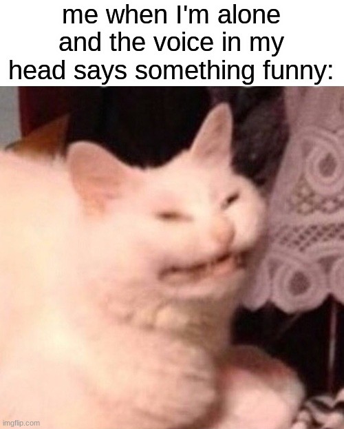 Cat Laughing | me when I'm alone and the voice in my head says something funny: | image tagged in cat laughing,memes,funny,cats,alone,cat | made w/ Imgflip meme maker