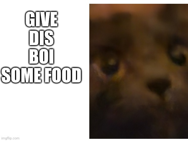 Give food | GIVE DIS BOI SOME FOOD | image tagged in hungry cat | made w/ Imgflip meme maker