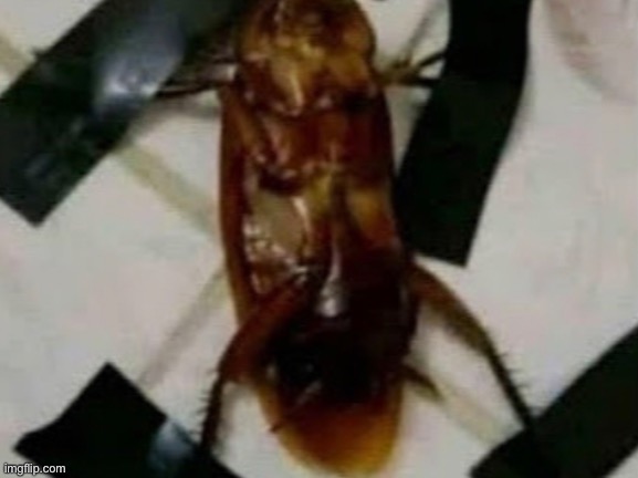 stupid fucking roach lol | made w/ Imgflip meme maker