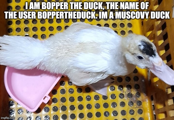 Welcome, boppers | I AM BOPPER THE DUCK, THE NAME OF THE USER BOPPERTHEDUCK. IM A MUSCOVY DUCK | made w/ Imgflip meme maker