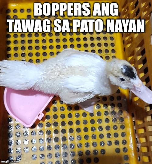 Pato | BOPPERS ANG TAWAG SA PATO NAYAN | image tagged in pato is a filipino culture | made w/ Imgflip meme maker