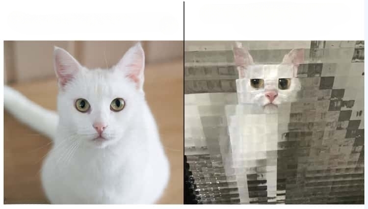 High Quality Before After Cat Blank Meme Template