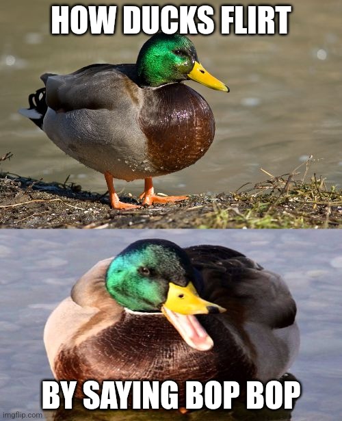 Bopper | HOW DUCKS FLIRT; BY SAYING BOP BOP | image tagged in bad pun duck | made w/ Imgflip meme maker