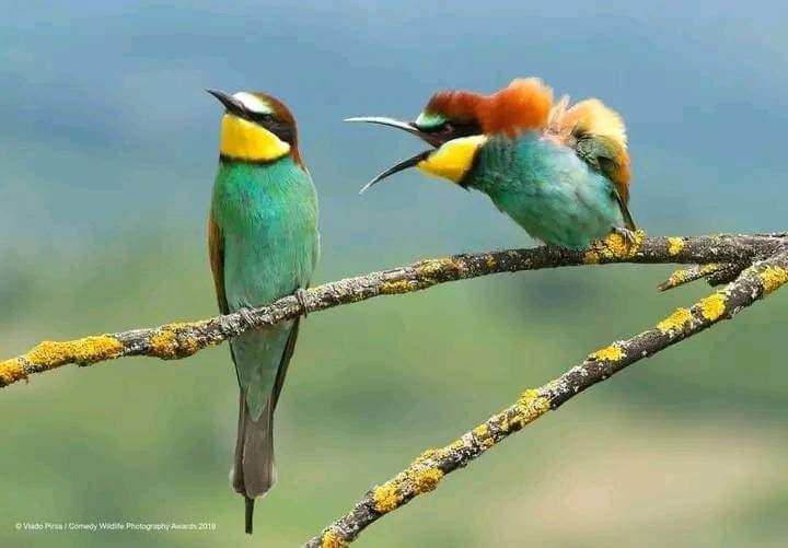 Aloof bee eater. Blank Meme Template