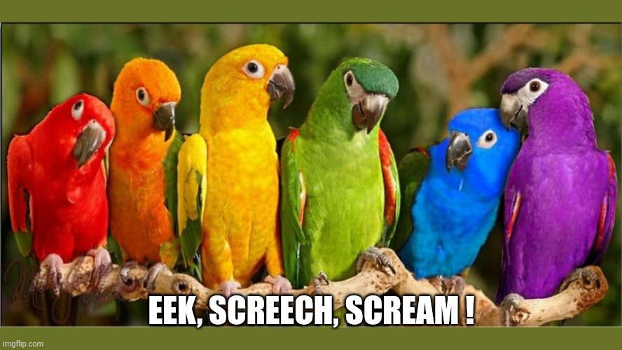 parrots | EEK, SCREECH, SCREAM ! | image tagged in parrots | made w/ Imgflip meme maker