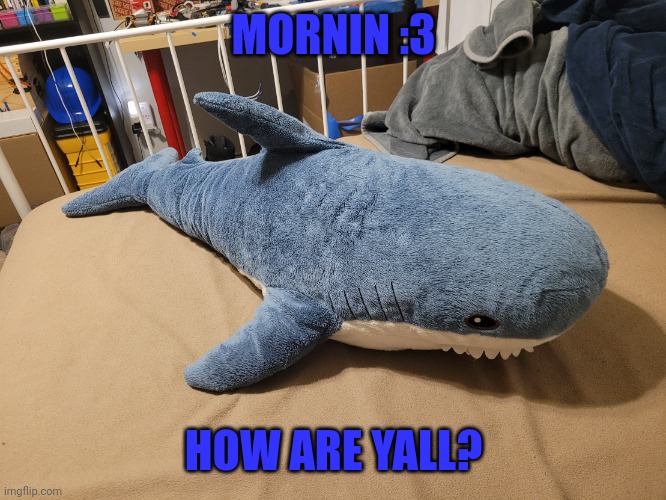 My blahaj | MORNIN :3; HOW ARE YALL? | image tagged in my blahaj | made w/ Imgflip meme maker