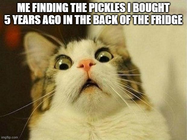 Scared Cat Meme | ME FINDING THE PICKLES I BOUGHT 5 YEARS AGO IN THE BACK OF THE FRIDGE | image tagged in memes,scared cat | made w/ Imgflip meme maker