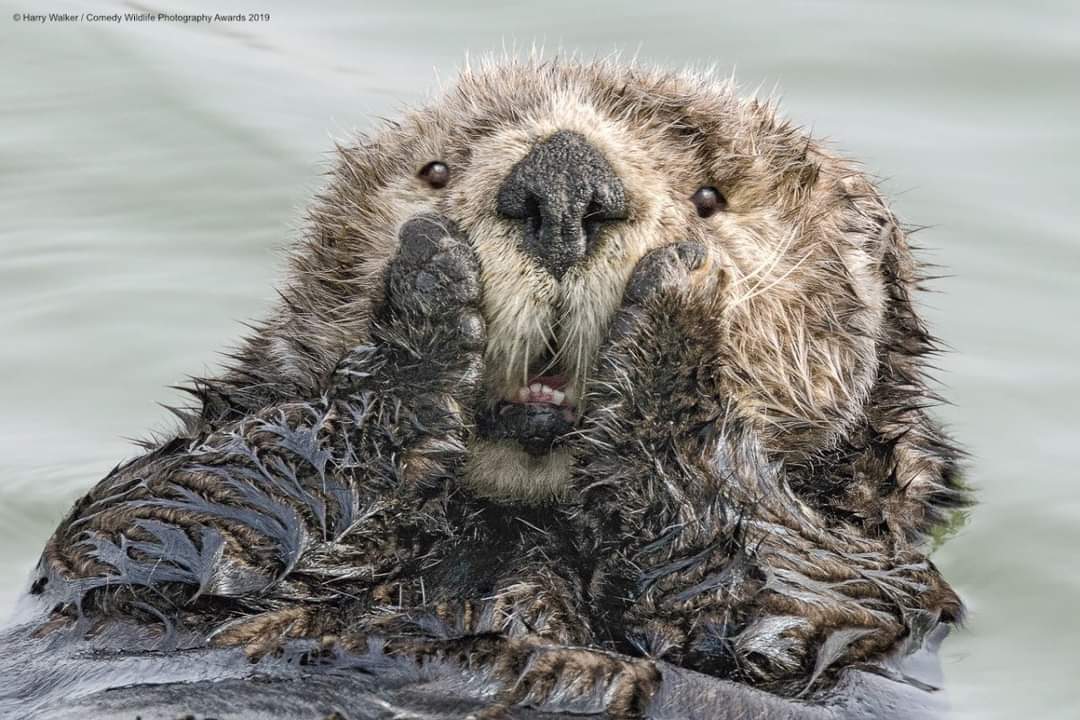 Shocked Otter Blank Meme Template