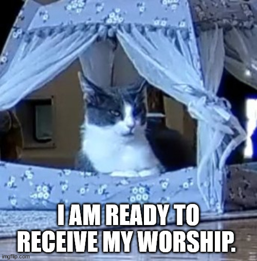 Bow Down, Peasants! | I AM READY TO RECEIVE MY WORSHIP. | image tagged in cats,funnycats,lolcats,cathumor,kittenacademy | made w/ Imgflip meme maker