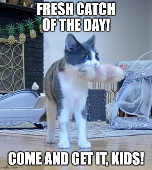 Fresh Catch Of The Day | FRESH CATCH OF THE DAY! COME AND GET IT, KIDS! | image tagged in cats,funnycats,lolcats,kittenacademy,cattoys | made w/ Imgflip meme maker