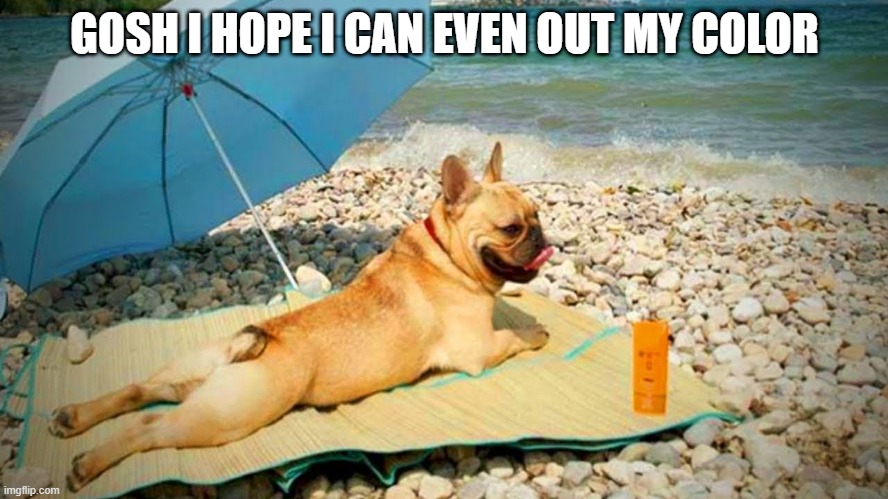 Dog Tan | GOSH I HOPE I CAN EVEN OUT MY COLOR | image tagged in dogs | made w/ Imgflip meme maker