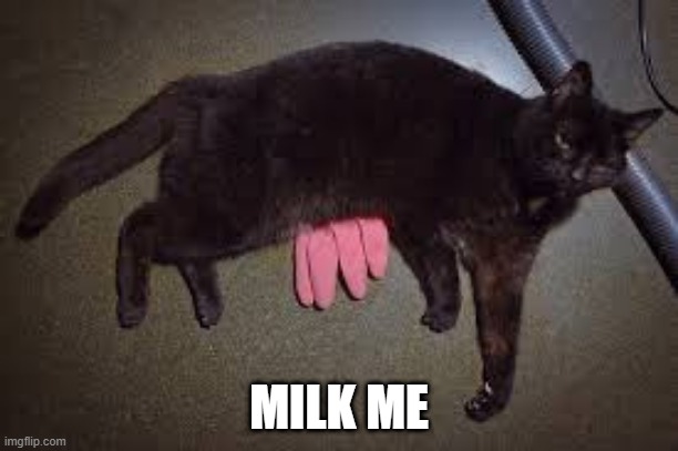 It's a Glove, ok! | MILK ME | image tagged in cats | made w/ Imgflip meme maker