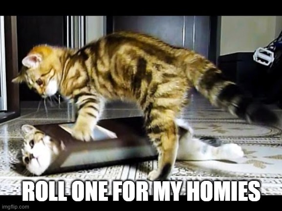 Roll One | ROLL ONE FOR MY HOMIES | image tagged in cats | made w/ Imgflip meme maker