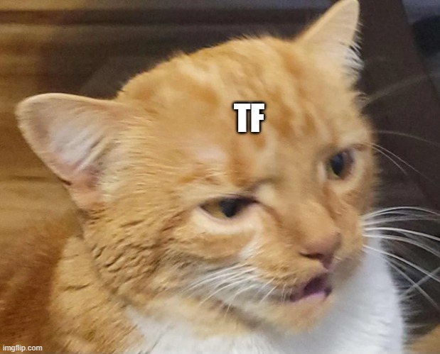 Offended SunBun | TF | image tagged in r/sunbun,reddit,memes,cats,cat | made w/ Imgflip meme maker