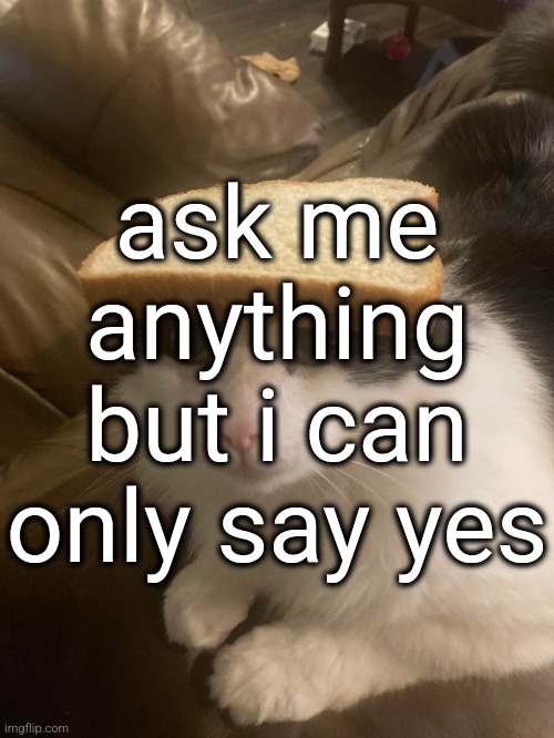 yes | ask me anything but i can only say yes | image tagged in bread cat | made w/ Imgflip meme maker