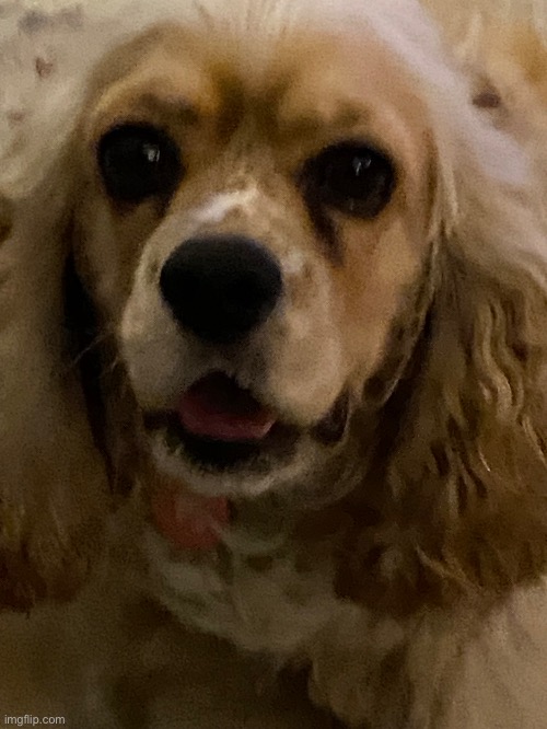 doggie | made w/ Imgflip meme maker