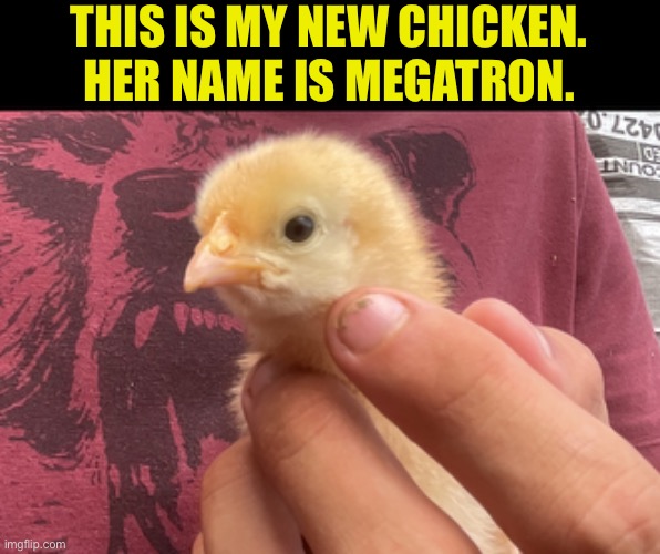 THIS IS MY NEW CHICKEN.
HER NAME IS MEGATRON. | made w/ Imgflip meme maker