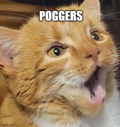 Poggers Cat | POGGERS | image tagged in r/sunbun,reddit,cat,cats,memes | made w/ Imgflip meme maker