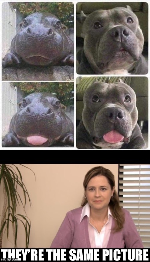 Domestic hippo | THEY’RE THE SAME PICTURE | image tagged in they're the same picture,dog,hippo | made w/ Imgflip meme maker