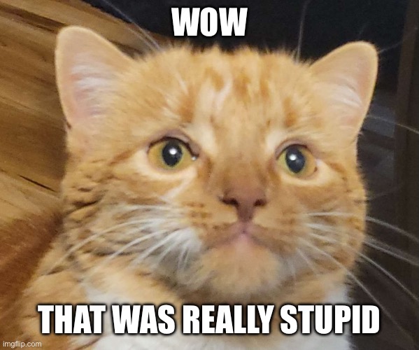 Wow.... | WOW; THAT WAS REALLY STUPID | image tagged in cats,cat,memes,reddit | made w/ Imgflip meme maker