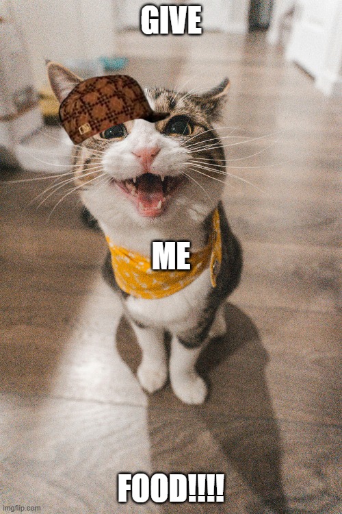 bandana cat | GIVE; ME; FOOD!!!! | image tagged in funny | made w/ Imgflip meme maker