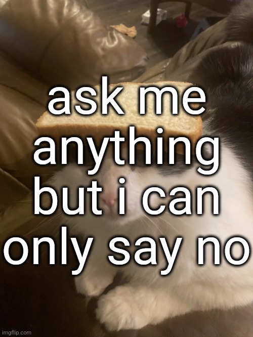 bread cat | ask me anything but i can only say no | image tagged in bread cat | made w/ Imgflip meme maker