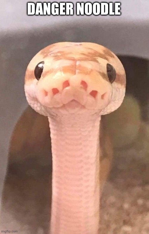 SnEk iS wAtcHiNg yoU | DANGER NOODLE | image tagged in snek is watching you | made w/ Imgflip meme maker