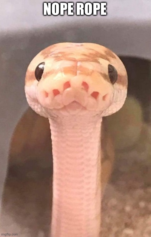 SnEk iS wAtcHiNg yoU | NOPE ROPE | image tagged in snek is watching you | made w/ Imgflip meme maker