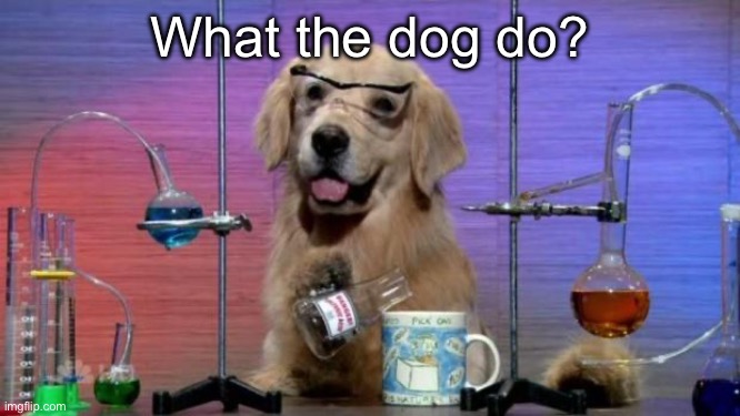 I have no idea what I'm doing dog | What the dog do? | image tagged in i have no idea what i'm doing dog | made w/ Imgflip meme maker