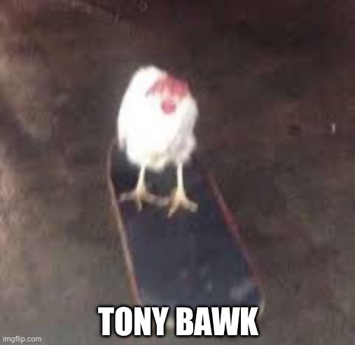 Tony Bawk | TONY BAWK | image tagged in chicken on skateboard,chicken,chickens,tony hawk,skateboarding,skateboard | made w/ Imgflip meme maker