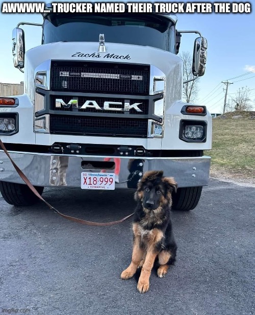 Mack | AWWWW… TRUCKER NAMED THEIR TRUCK AFTER THE DOG | image tagged in dog,trucker | made w/ Imgflip meme maker