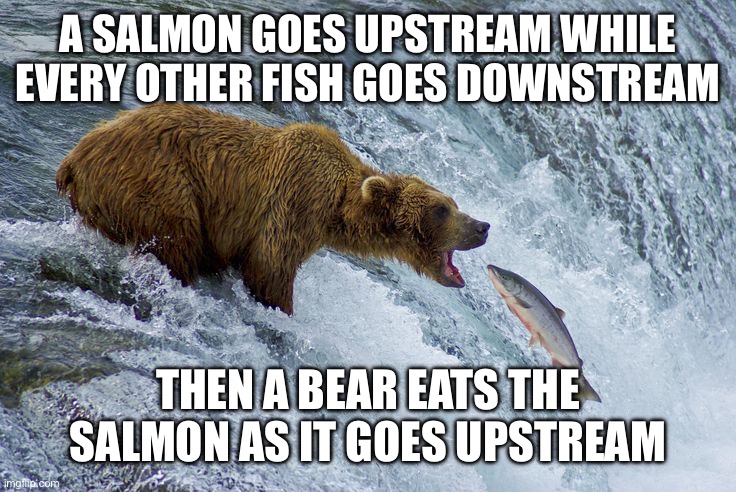 Say this next time someone says to be like a salmon | A SALMON GOES UPSTREAM WHILE EVERY OTHER FISH GOES DOWNSTREAM; THEN A BEAR EATS THE SALMON AS IT GOES UPSTREAM | image tagged in bear catching salmon,salmon,upstream,downstream,bear,bear eating salmon | made w/ Imgflip meme maker