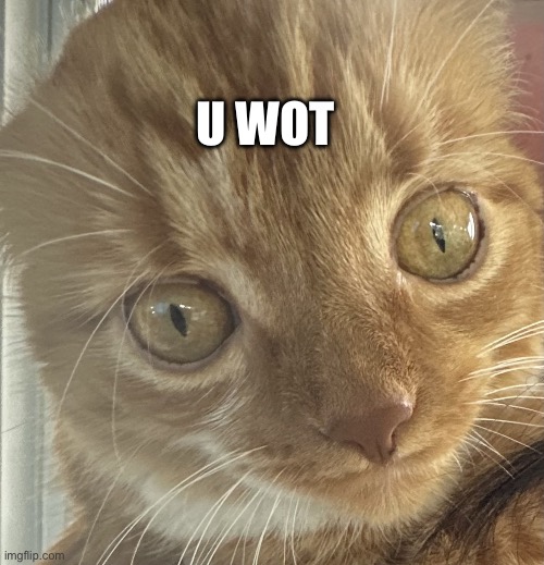 Say that again. I dare you. | U WOT | image tagged in cat,cats,memes,reddit | made w/ Imgflip meme maker