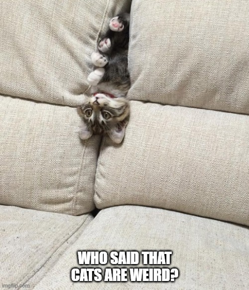 memes by Brad - Who said that cats are weird? | WHO SAID THAT CATS ARE WEIRD? | image tagged in funny,cats,cute kittens,funny cat memes,kitten,humor | made w/ Imgflip meme maker