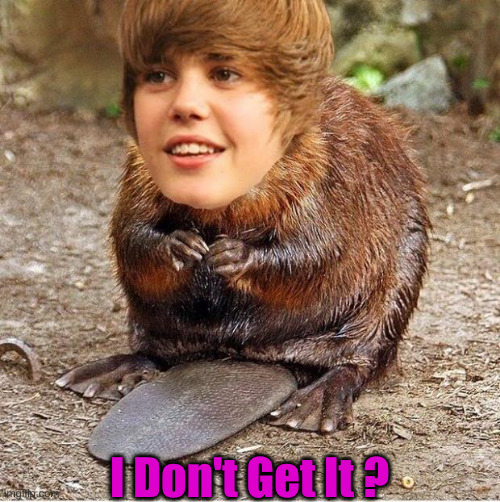 justin beaver | I Don't Get It ? | image tagged in justin beaver | made w/ Imgflip meme maker